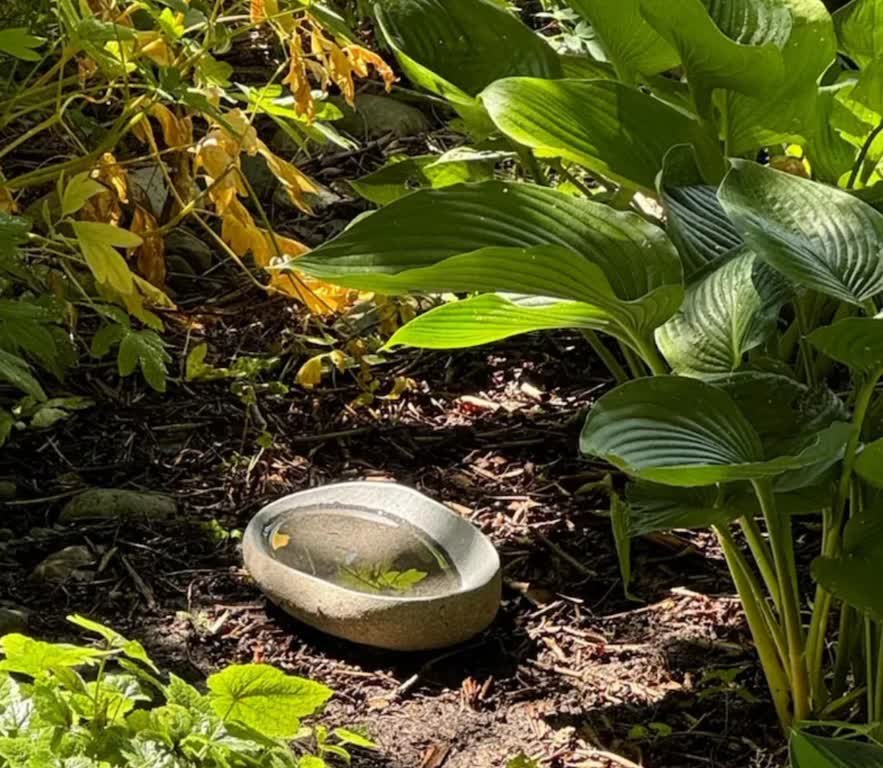 Natural stone water bowl in critter-friendly garden environment