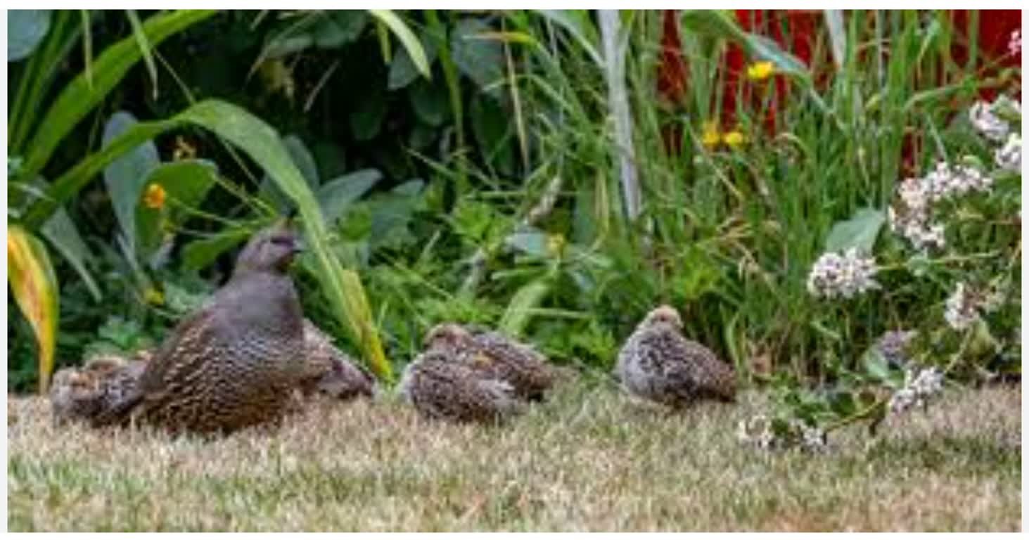 Qual and Baby Chicks